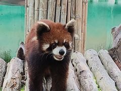 -泉州海丝野生动物世界