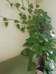 -净妍美肌专业净毛嫩肤连锁机构