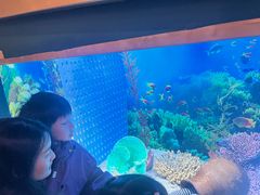 -芜湖新华联大白鲸海洋公园