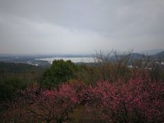 -香雪海