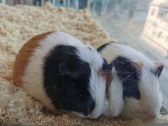 -怪兽屋·羊驼·猫咖·狗咖(俊华广场店)