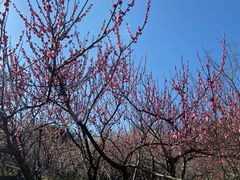 -苏州上方山国家森林公园