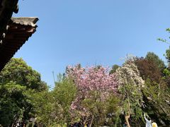 -西安青龙寺遗址景区
