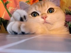 -猫大福·Fortune Cat猫舍(百子湾店)