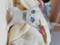 -谐和贝康宠物医院24小时·宠保定点(急重症转诊中心)