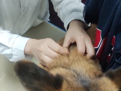 -顺强宠物诊所·狂犬免疫·夜诊·骨科(嘉定店)