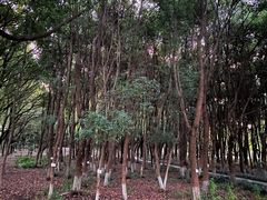 -九科绿洲