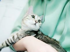 喵：“谢谢美宠医院这些哥哥姐姐的耐心照顾哟～！”-北京恒爱动物医院(清景园分院)