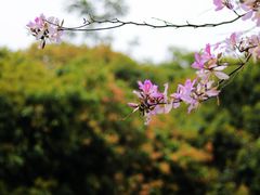 -梧桐山风景名胜区