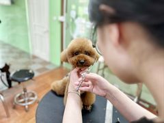 -鑫艺宠物美容培训学校