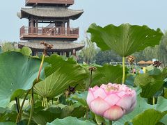 -白洋淀景区