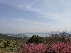 -香雪海
