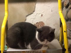 -猫咪博物馆(顶澳仔猫街店)
