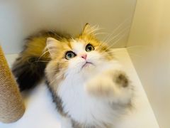-十月米努特矮脚猫舍