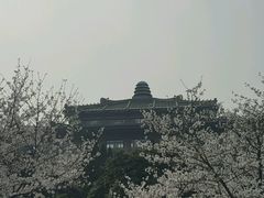 -武汉大学-樱园