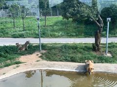 -西安秦岭野生动物园