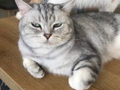 -平行世界·猫咖(首经贸店)