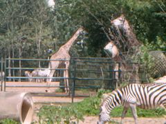 -大连森林动物园