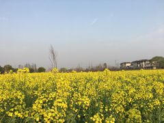 -田园东方蜜桃村的田野营地