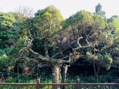 -草庵摩尼教遗址公园