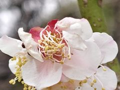-洛阳市隋唐城遗址植物园