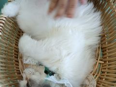 -怪兽屋·羊驼·猫咖·狗咖(俊华广场店)