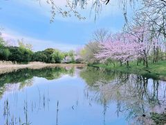 -顾村公园