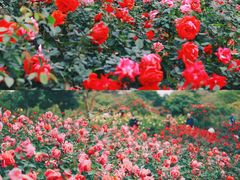 -香蜜公园