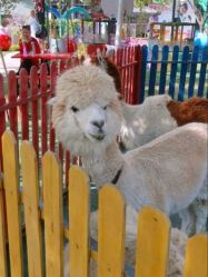 -萌宠亲子动物乐园(槐房万达店)