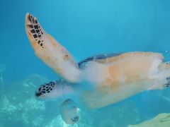-广东惠东海龟国家级自然保护区