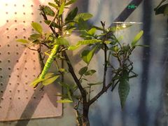 -上海大自然野生昆虫馆(东方明珠·爬宠昆虫探索中心)