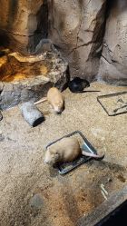 -酷嗒动物文化乐园(cutezoo西溪乐天城店)