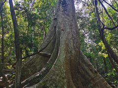 -中国科学院西双版纳热带植物园