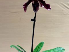 -北京植物园-展览温室