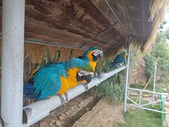 -西霞口神雕山野生动物世界
