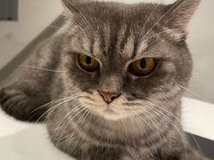 -猫儿山۰猫主题餐厅