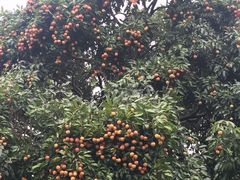 -松山湖南湖湾露营营地