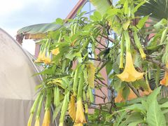 -悦见花开·花园里的火锅·露营·下午茶