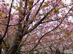 -西安青龙寺遗址景区