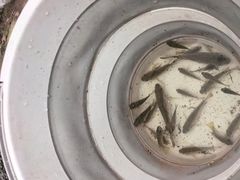 -重庆彩云湖湿地公园