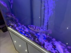 -孔庆璞河豚馆(白玉兰酒店)