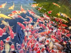 -香麒园·过桥米线·南湖雅宴