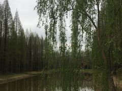 -黄海国家森林公园