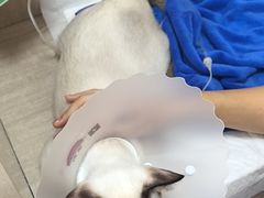-北京观赏动物医院·24小时大型综合·猫专科·异宠专科