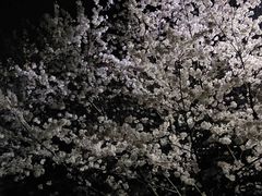 -武汉大学-樱园