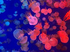 -成都浩海立方海洋公园