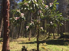 -硗碛藏寨·神木垒景区