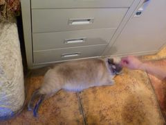 无动于衷-Sirena海妖日咖夜酒