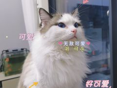 -美联众合动物医院(·中兽医·疑难杂症·严家桥分院)