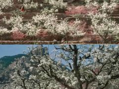 -崂山风景区-大河东游客中心